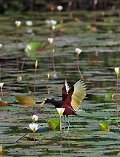 Lamanai and The New River Safari in Belize