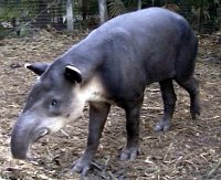 Tapir at Belize Zoo, Belize